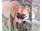 Puggle DOG FOR ADOPTION RGADN-1388909 - Lisboni - Pug / Beagle / Mixed (short