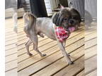 ShihPoo DOG FOR ADOPTION RGADN-1388910 - Wrigley - Shih Tzu / Poodle (Toy) /