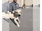 Labrador Retriever DOG FOR ADOPTION RGADN-1388911 - Duke - Labrador Retriever