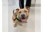 American Staffordshire Terrier DOG FOR ADOPTION RGADN-1388914 - BRUTUS -