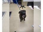 Presa Canario Mix DOG FOR ADOPTION RGADN-1388918 - MEEKO - Presa Canario / Mixed