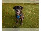 Mastiff Mix DOG FOR ADOPTION RGADN-1388928 - PRINCE - Cane Corso Mastiff /
