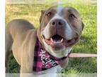 American Pit Bull Terrier DOG FOR ADOPTION RGADN-1388930 - LADY - Pit Bull