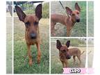 Carolina Dog-Doberman Pinscher Mix DOG FOR ADOPTION RGADN-1388937 - KYRA -