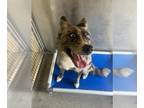 Australian Shepherd DOG FOR ADOPTION RGADN-1388951 - A5658133 - Australian