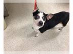 Rat Terrier Mix DOG FOR ADOPTION RGADN-1388973 - Dog - Rat Terrier / Mixed