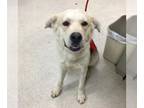 Alaskan Malamute Mix DOG FOR ADOPTION RGADN-1388979 - Dog - Alaskan Malamute /