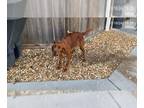 Golden Irish DOG FOR ADOPTION RGADN-1388982 - CHERRY - Golden Retriever / Irish