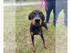 Doberman Pinscher Mix DOG FOR ADOPTION RGADN-1388984 - LOLA - Doberman Pinscher