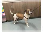 Beagle Mix DOG FOR ADOPTION RGADN-1388990 - DESTINY - Beagle / Mixed (medium
