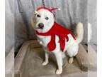 Huskies -Labrador Retriever Mix DOG FOR ADOPTION RGADN-1388991 - Wrangler - $75