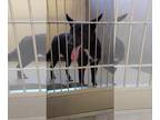 Shepradors DOG FOR ADOPTION RGADN-1388992 - Chip - German Shepherd Dog /