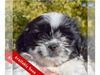 Shinese DOG FOR ADOPTION RGADN-1388994 - Stitch - Shih Tzu / Pekingese / Mixed