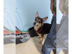 German Shepherd Dog Mix DOG FOR ADOPTION RGADN-1388995 - Rocky Balboa - German