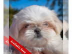 Shinese DOG FOR ADOPTION RGADN-1388996 - Scrump - Shih Tzu / Pekingese / Mixed