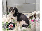 Shih Tzu DOG FOR ADOPTION RGADN-1388997 - Gus - Shih Tzu (long coat) Dog For