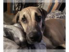 Coonhound-Mastiff Mix DOG FOR ADOPTION RGADN-1388998 - EmmyLou - Coonhound /