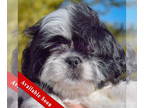Shinese DOG FOR ADOPTION RGADN-1388999 - Pudge - Shih Tzu / Pekingese / Mixed