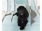 Bernedoodle DOG FOR ADOPTION RGADN-1389000 - Phantom - Poodle (Standard) /
