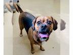 Puggle DOG FOR ADOPTION RGADN-1389001 - DA VINCI - Pug / Beagle / Mixed (medium