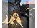 Chow Chow DOG FOR ADOPTION RGADN-1389016 - BOWIE - Chow Chow (medium coat) Dog