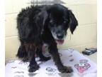 Cocker Spaniel DOG FOR ADOPTION RGADN-1389021 - WILLOW - Cocker Spaniel (medium