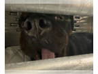 Rottweiler Mix DOG FOR ADOPTION RGADN-1389022 - GORDON - Rottweiler / Mixed