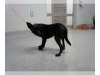 Rat Terrier Mix DOG FOR ADOPTION RGADN-1389025 - COOPER - Rat Terrier / Mixed