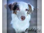 Australian Shepherd DOG FOR ADOPTION RGADN-1389046 - Buddy "Blue Eyes" -