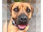 Rhodesian Ridgeback Mix DOG FOR ADOPTION RGADN-1389048 - Brooke - Foster or