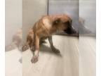 Golden Shepherd DOG FOR ADOPTION RGADN-1389061 - *TWIX - Golden Retriever /