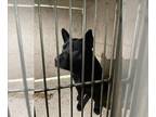 Chow Chow Mix DOG FOR ADOPTION RGADN-1389070 - ZEN - Chow Chow / Mixed (medium