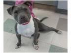 Bullypit DOG FOR ADOPTION RGADN-1389078 - LUNA - American Pit Bull Terrier /
