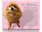 Pomeranian DOG FOR ADOPTION RGADN-1389089 - Mildred - Pomeranian (long coat) Dog
