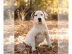 Saint Bernard Mix DOG FOR ADOPTION RGADN-1389100 - Cindy Brady-new VIDEOS!!!