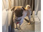 Pug DOG FOR ADOPTION RGADN-1389102 - Bella - Pug (short coat) Dog For Adoption