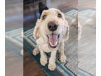 Poodle (Standard) DOG FOR ADOPTION RGADN-1389103 - Udon - Poodle (Standard)