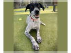 Pointer DOG FOR ADOPTION RGADN-1389113 - SKITTLES - Pointer (medium coat) Dog
