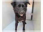 Chow Chow Mix DOG FOR ADOPTION RGADN-1389116 - FRITO - Chow Chow / Mixed (medium