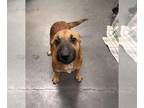 Chinese Shar-Pei Mix DOG FOR ADOPTION RGADN-1389128 - A628268 - Chinese Shar-Pei