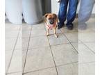Pug Mix DOG FOR ADOPTION RGADN-1389148 - JACK - Pug / Mixed (medium coat) Dog