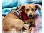 Dachshund DOG FOR ADOPTION RGADN-1389152 - BEAR - Dachshund (short coat) Dog For