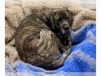 Mastiff DOG FOR ADOPTION RGADN-1389155 - QUARTZ - Mastiff (short coat) Dog For