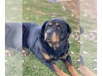 Rottweiler DOG FOR ADOPTION RGADN-1389181 - CHOP - Rottweiler (medium coat) Dog