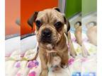 Pug Mix DOG FOR ADOPTION RGADN-1389183 - ENRIQUE - Pug / Mixed (medium coat) Dog