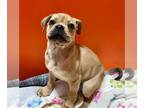 Pug Mix DOG FOR ADOPTION RGADN-1389185 - JENNI - Pug / Mixed (medium coat) Dog