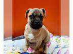 Pug Mix DOG FOR ADOPTION RGADN-1389186 - CHENTI - Pug / Mixed (medium coat) Dog