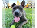 Staffordshire Bull Terrier DOG FOR ADOPTION RGADN-1389187 - *CADET -