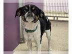 Puggle DOG FOR ADOPTION RGADN-1389197 - NASIR - Pug / Beagle / Mixed (short