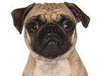 Pug DOG FOR ADOPTION RGADN-1389208 - Junipter - Pug (short coat) Dog For